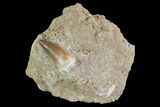 Mosasaur (Prognathodon) Tooth In Rock - Nice Tooth #96147-1